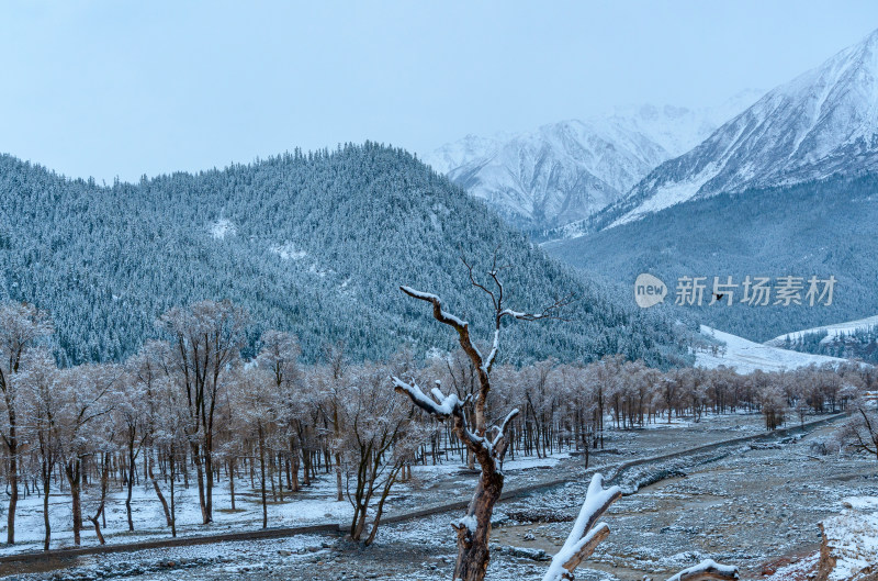 青海海北藏族自治州祁连卓尔山乡村树林雪景