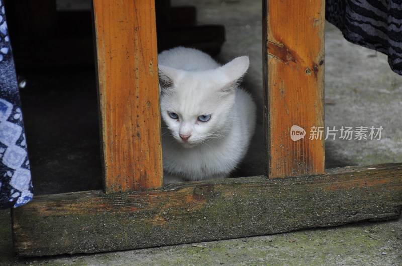 风景名胜  古城街道 湘西边城