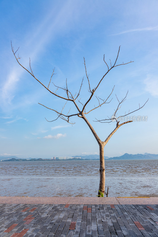 海边的一棵树