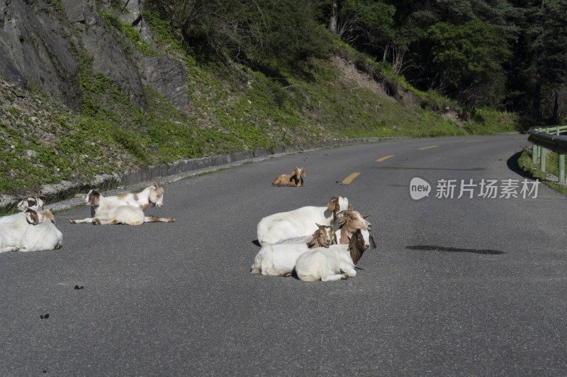 悠闲的羊群在山间公路上休息