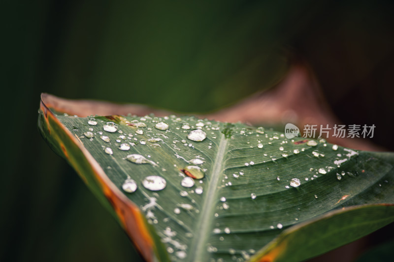 雨后绿叶上的水珠