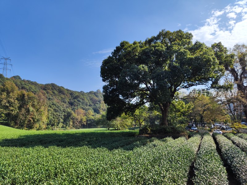 杭州云栖竹径茶园