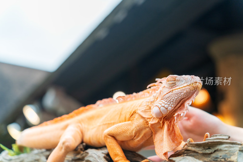 游客在清迈夜间动物园里抚摸橙色的鬣蜥