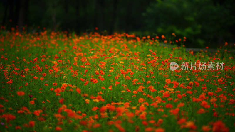 唯美格桑花花丛