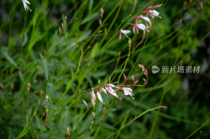 夏季粉红色开花植物的特写镜头