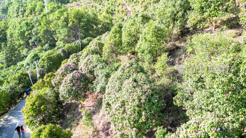 森林植物山茶花盛开航拍