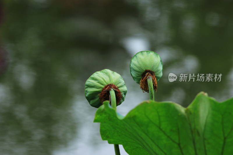 夏日荷塘绿色的荷叶和即将成熟的莲蓬