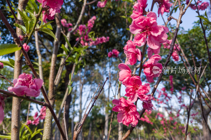 盛开的粉色桃花特写