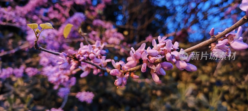 户外盛开的紫色花树特写