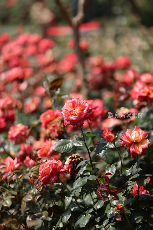 蔷薇科红色月季花