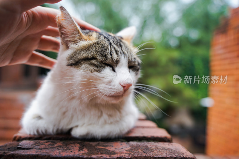 抚摸在墙壁上休息的猫