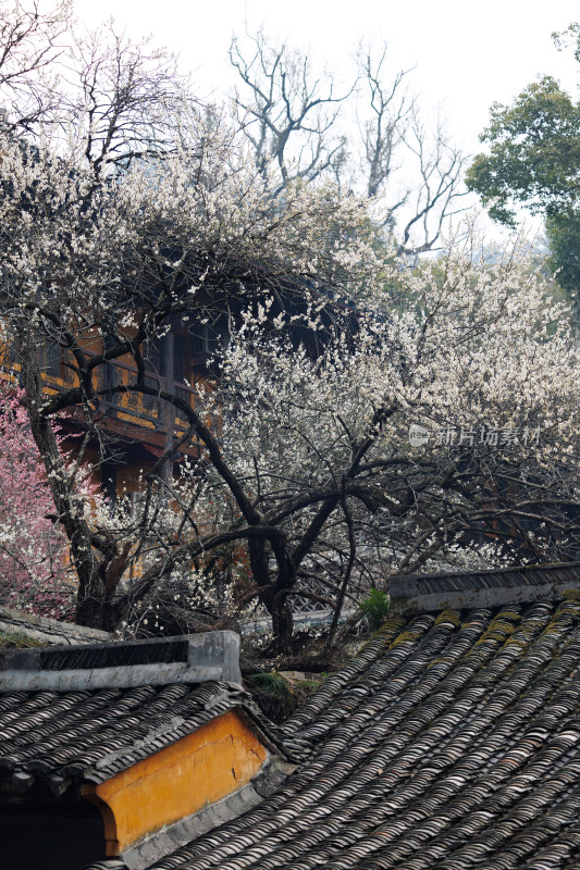 天台山国清寺千年隋梅盛开场景