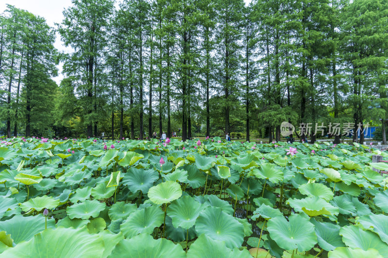 武汉东湖磨山景区盆景园