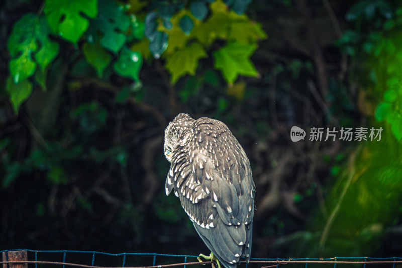 鸟栖息在栏杆上的特写镜头