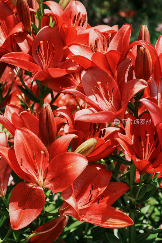 北京花乡公园百合花