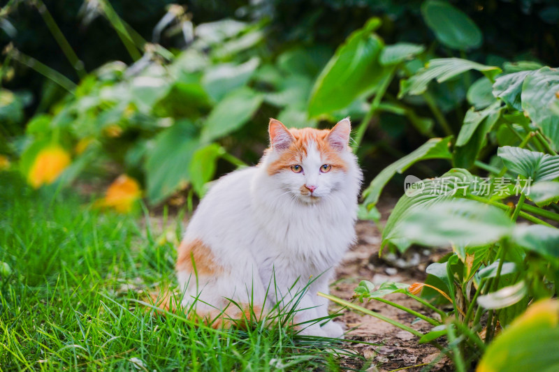 一只猫坐在草地上