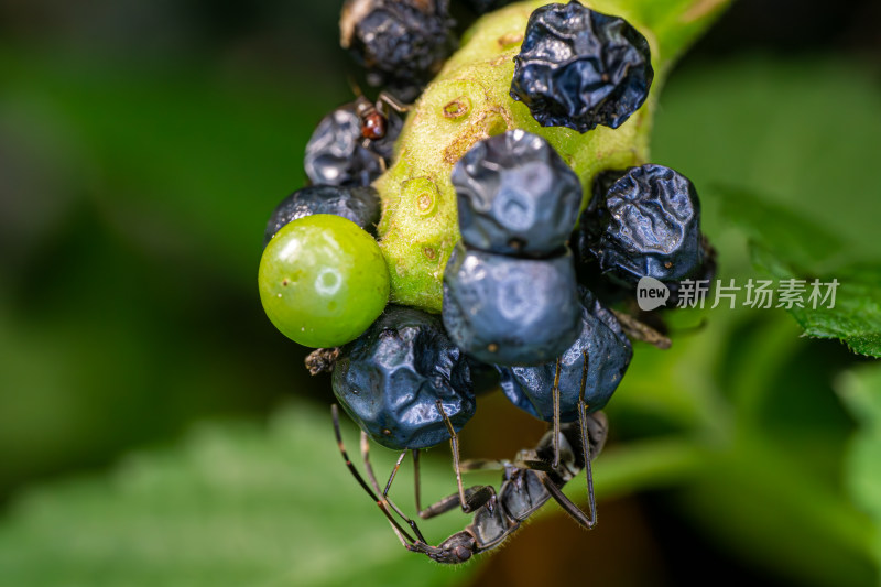 马缨丹果实上进食的长头蝽