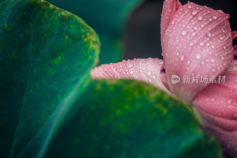 夏天雨后的荷花挂满水珠