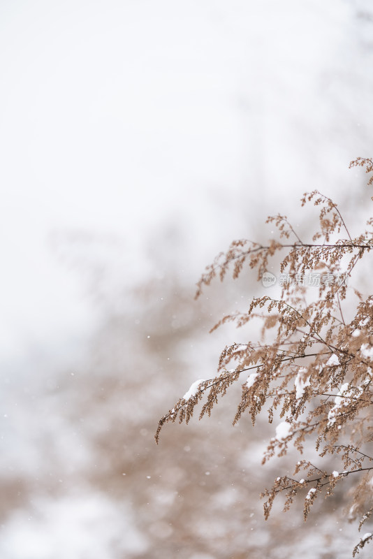 冬天雪中积压白雪的野草