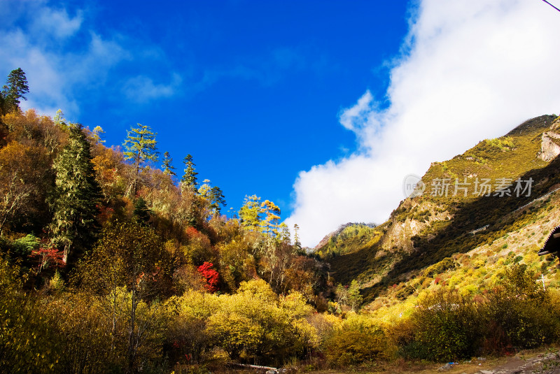 川西山间多彩树林与蓝天白云景观