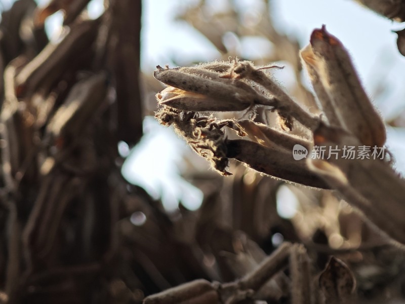 枯萎植物特写尽显秋日萧瑟之态