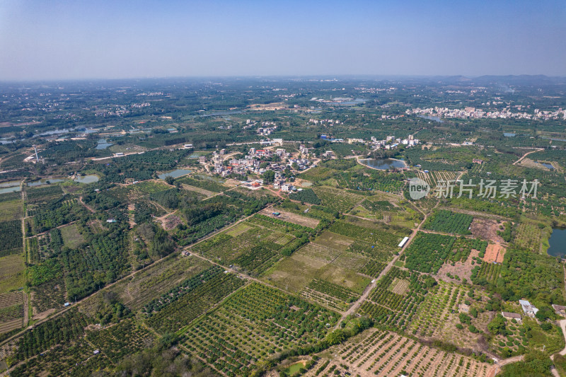 湛江红江农场廉江红橙种植园