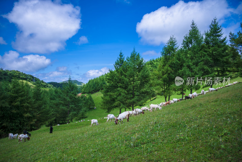 草原牧场羊群吃草