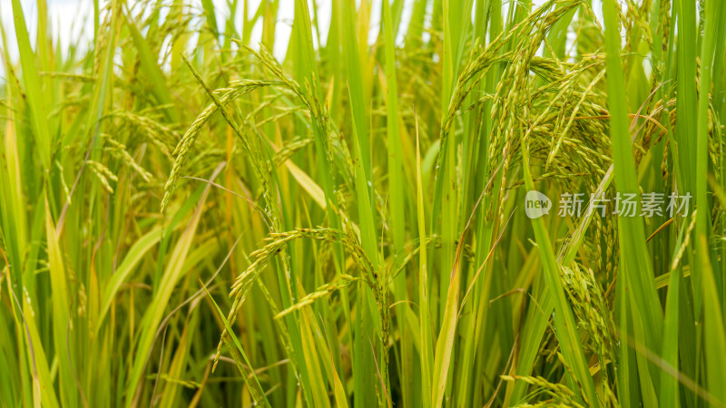 水稻农业大米丰收丰收稻谷稻田播种乡村振兴