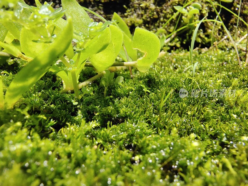 带露珠的绿色苔藓与植物微距特写