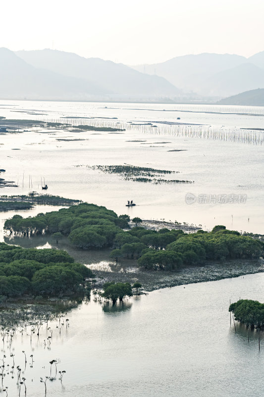 福建宁德霞浦县城红树林湿地涂滩海边景观