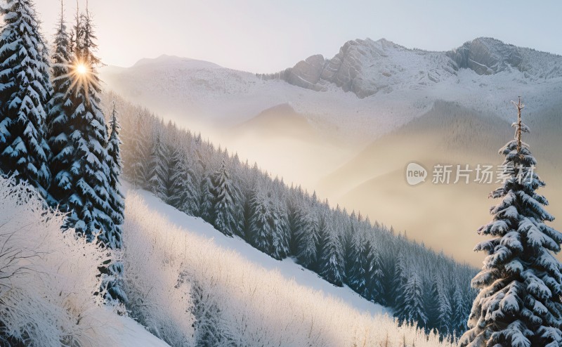 冬季森林白雪覆盖风景