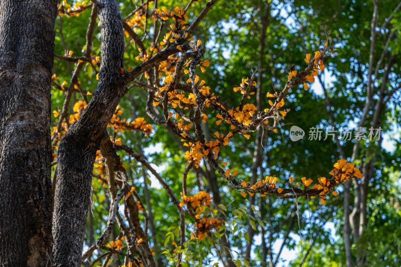 火烧花树