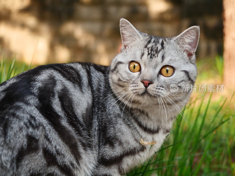 草丛中的美国短毛猫