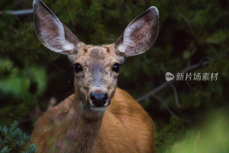 野生动物鹿