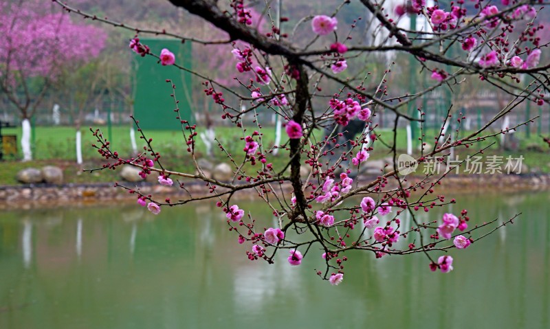 冬梅腊梅梅花花朵盛开