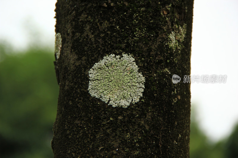 钟帽藓 玉兰树干