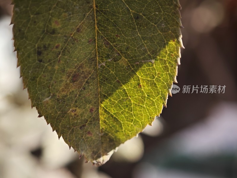 带刺植物上带有枯黄斑点的叶片