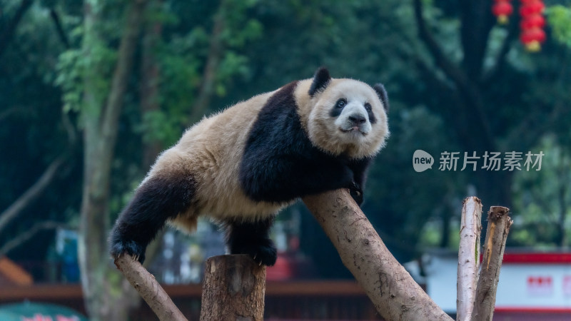 爬树的大熊猫