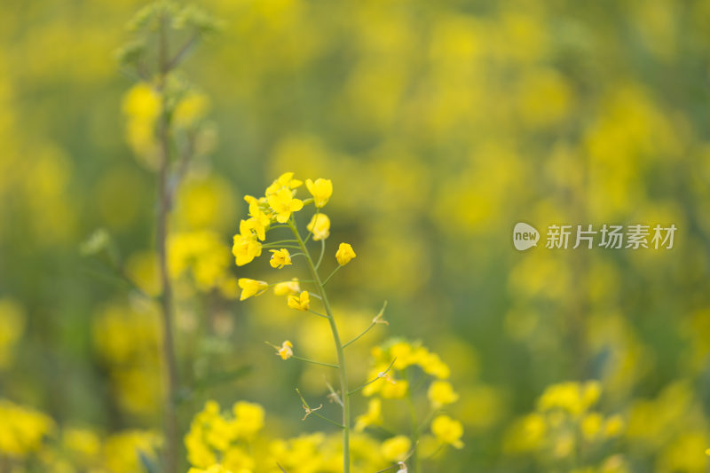 植物油菜花