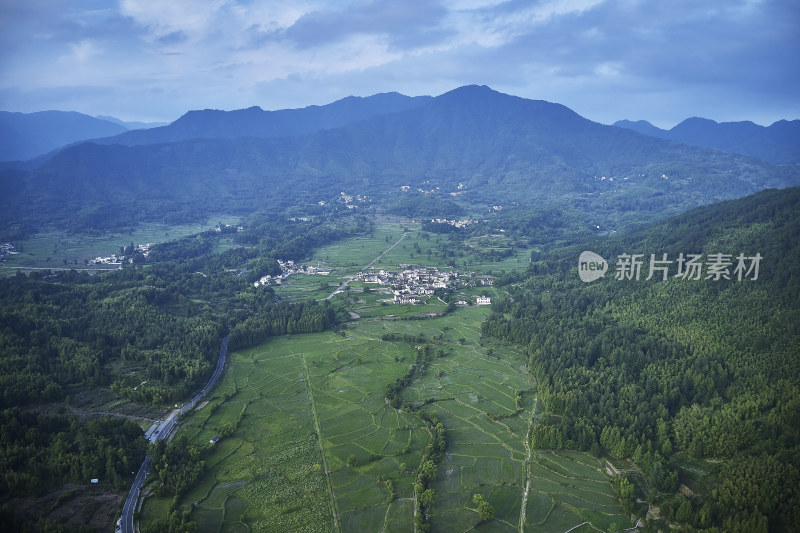 绿油油的稻田