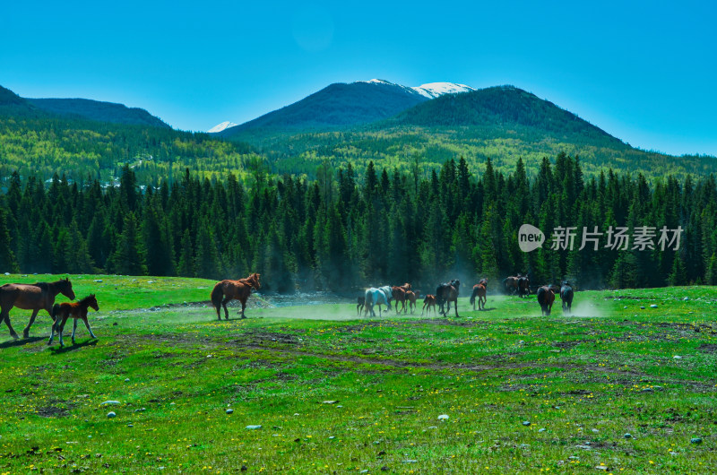 新疆阿勒泰喀纳斯森林雪山草原牧场群马