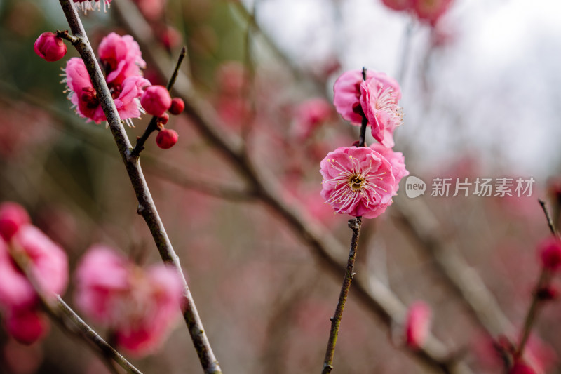 西溪湿地盛开的梅花