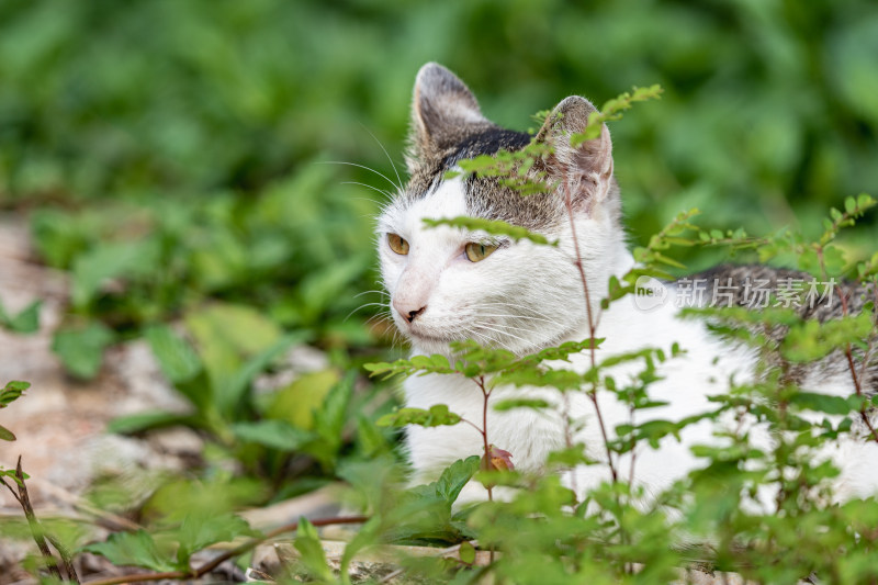 小猫咪、狸花猫、宠物猫