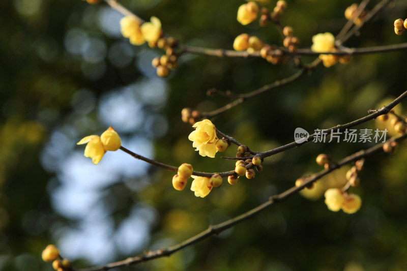 冬天腊月盛开的蜡梅花