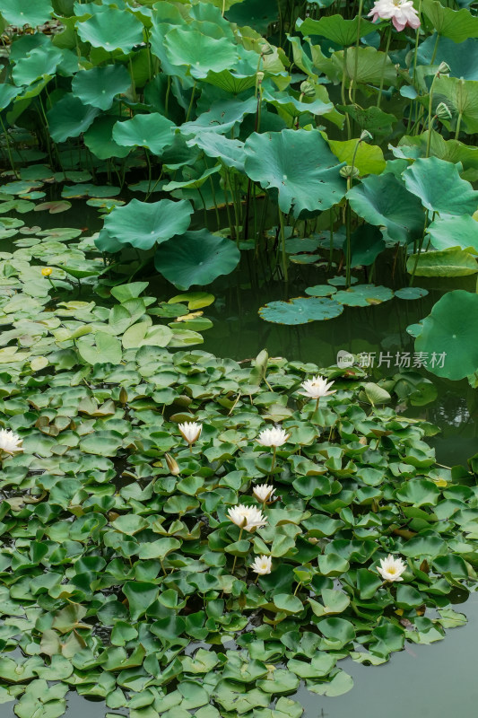 北京国家植物园睡莲