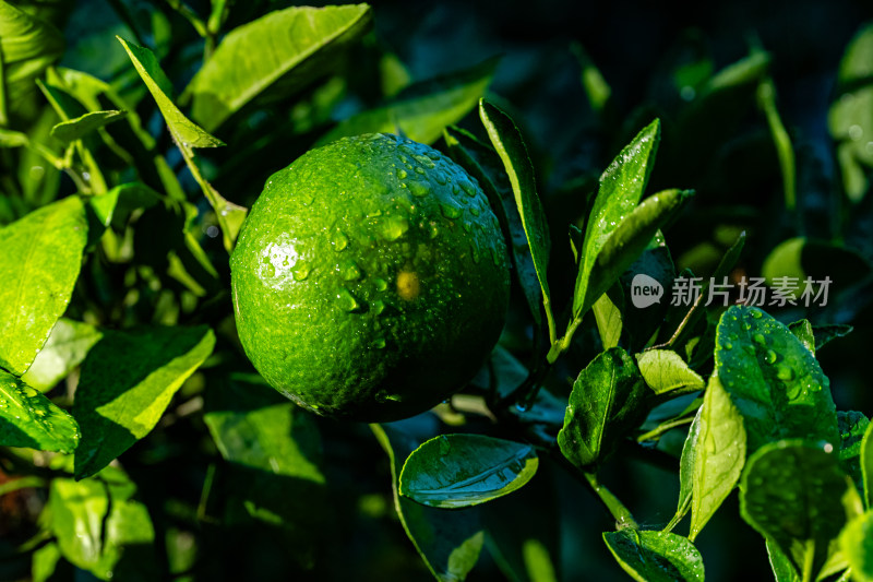 雨后果园里的青桔特写