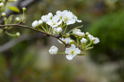 花花草草园艺绿地