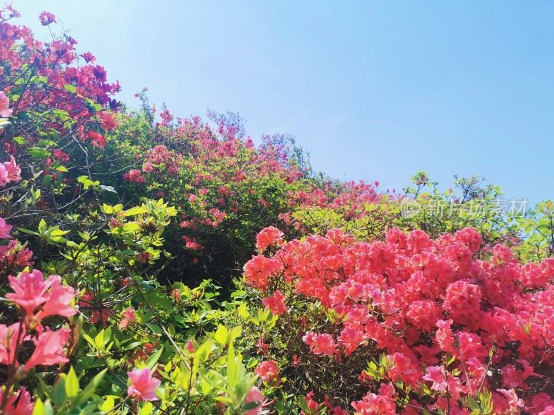 米兰云雾山杜鹃花