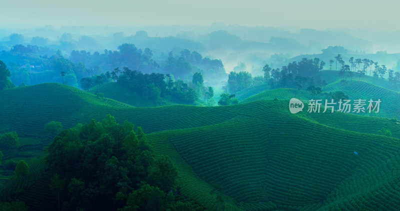 茶园茶山美丽乡村