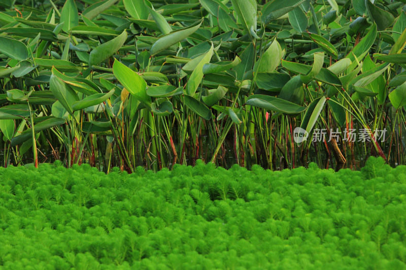 春天净水植物狐尾藻绿色背景